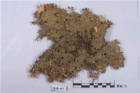 藏品(肺衣屬)的圖片